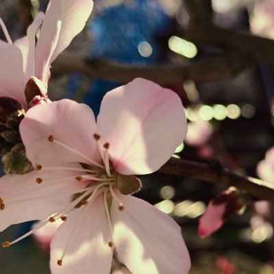 悲喜交々日常妄言アカ平日は怒っているか病んでいます。おじさんです。夢も腐もある。とうらぶのオタク。梅津さんが尋常じゃなく好き。.5の話題もします。好きなものも嫌いなものも多いです。20↑