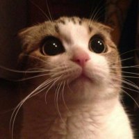 Naoki Miyoshi (@34miyohurdle709) Twitter profile photo