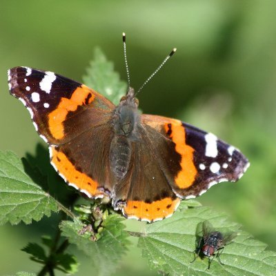 amoureux du parc de bopro