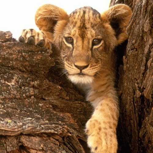 joseleonaguilar's profile picture. Esta cuenta tampoco es que sea muy interesante,ya te lo digo yo.....así que no te pierdes nada.