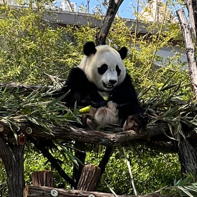 1歳11ヶ月のとき痙攣重積型急性脳症で後遺症が残り最重度知的障害A1と身体2級(歩行○)になった6歳とおませな3歳の姉妹。 春から知的の支援学校へ進学/放デイ週5で2ヶ所/ 適当にいろいろつぶやきます