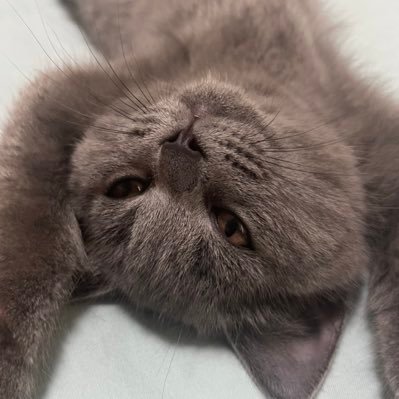 ArsenicZaya's profile picture. 主fgo，施授/授授浓度高。 多坑爬行中｜中文/日本語/English