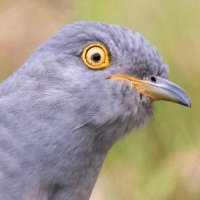 Paul Gibbs (@100yroldrookery) 's Twitter Profile