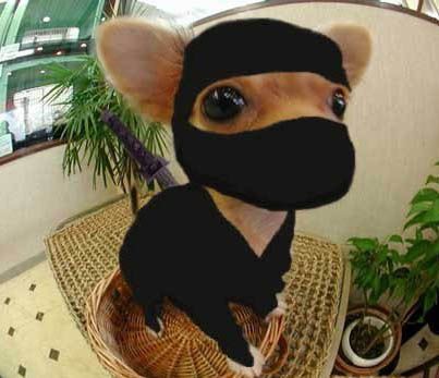I'm an expert in ninjutsu.
And SEO (Search Engine Optimization).
Follow me, if you want to learn about SEO. Fast, like ninja do.