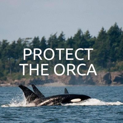 ❤Instagram:protect_the_orca
🖤TikTok:protect_the_orca