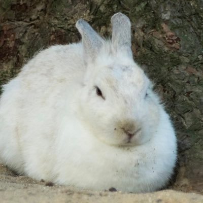 童貞のどておです🥺みんなに必要とされているステキな人を応援しています📣 疲れている方への僕のおすすめ癒し動画はこちらです🐰 (うさぎの麦ちゃんねるさん) https://t.co/qdHwlX1RFs
