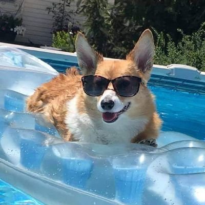 nocontextsdogs Profile Picture