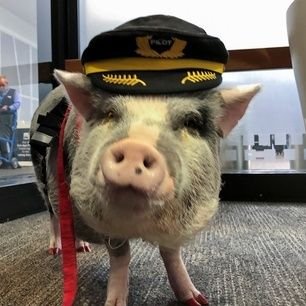 世界中の美味しいご飯を食べる為にパイロットになったデブ🐷✈️海外の航空会社勤務
BOEING&AIRBUS
🇺🇸をメインにフライトしてます
ときどき下ネタ😘