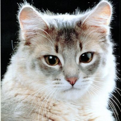 saintemelodie's profile picture. 