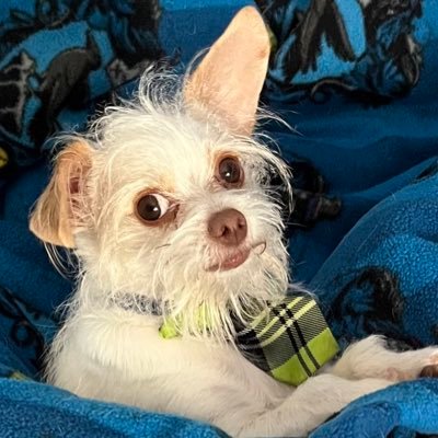 SigurdTheDog's profile picture. Opinions? I have those! Tweets = own views and not those of Walmart (no affiliation)(yet). Sometimes I 💩 in the living room