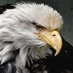 MissingTrump (@justregguy) Twitter profile photo MissingTrump (@justregguy) Twitter profile photo