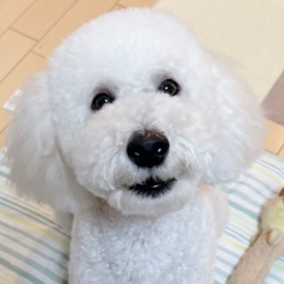 chienblanc_ran's profile picture. スヌーピー？ドゥードル？スタンダードプードルの子犬？と聞かれる自称トイプーのランちゃんをシェルターから迎えたアカウント😊旅とガーデニング🌸地図と地層と🍄と苔好き🗺ワンコを連れて旅に出かけたい🐩デカプー2歳8.9kg