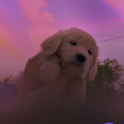 cho__ruchi's profile picture. 