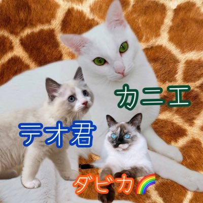 【Growth diary of my cats】 ①カニエ（白猫♀）2018/10〜生後約1カ月の時に夜道で保護してそれから飼ってます。②テオ君（ラグドール♂）22/4/3〜③ダビカ（シャム×ラグドール風♀）〜22/03/16🌈虹の橋へ。