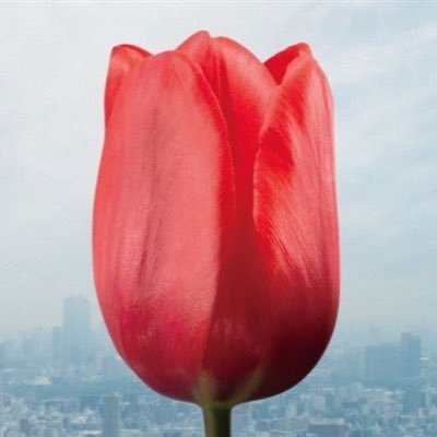 REI0828N's profile picture. 株式会社MOG l meta,TikTok l 広告運用 l INTP l 歯科衛生士＞風俗情報サイトデザイナー＞広告運用＞🆕クリエイティブ事業部新設