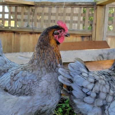 tweeting about the nba, my dog, my chickens, and my growing food forest