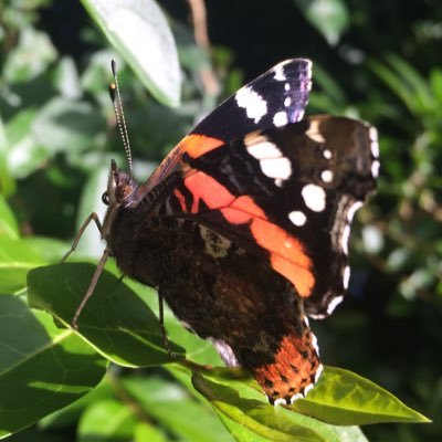 yourgirlnature's profile picture. 32 | she/her | North West England | Nerdy | Zoo Bio Graduate | Hobbyist Nature Photographer | Moss & Fern Obsessed | Main: @raiin_monkey | IG: itsyourgirlnature