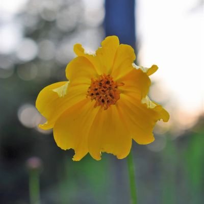 Poetry and nature. 🌼 Author of 'Poet Tree' https://t.co/oBOUZpo92I 🎶: https://t.co/rcd1Y7ksTd