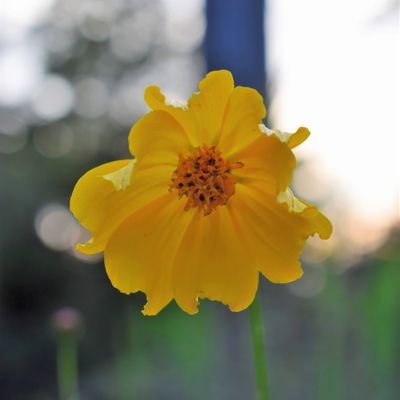 Poetry and nature. 🌼
Author of 'Poet Tree', a children's book of poems https://t.co/oBOUZpo92I