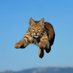 The Flying Bobcat (@BocaHighEvents) Twitter profile photo