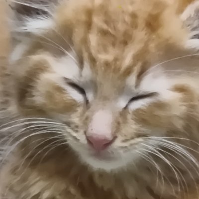 cloudnetdev's profile picture. 