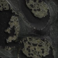 Notre Dame Bioengineering (@ndbioeng) 's Twitter Profile