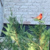 Tchrmom (@tchrmom12) 's Twitter Profile