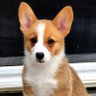 CorgiLover96's profile picture. 