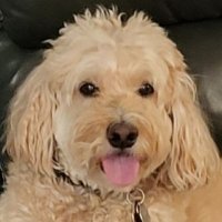 Archie the Dog (@archiesdoghouse) 's Twitter Profile