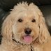 Archie the Dog (@ArchiesDogHouse) Twitter profile photo