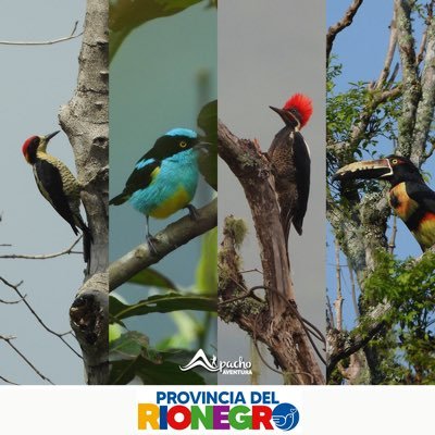 Hacemos de tu viaje a Pacho y la Provincia del Rionegro  una aventura única en contacto con la naturaleza🌎🌿🏅 🦅 | Creado por @dgongotrip 🌳 ¡Aventúrate!