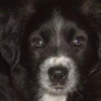 Dahorsecapper / Dave (@dahorsecapper) 's Twitter Profile