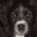 Dahorsecapper / Dave (@dahorsecapper) Twitter profile photo Dahorsecapper / Dave (@dahorsecapper) Twitter profile photo