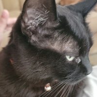 Persnickety Black Cat(@AttyErinS) 's Twitter Profile Photo