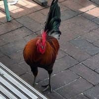 nunya (@birdbraincalico) 's Twitter Profile