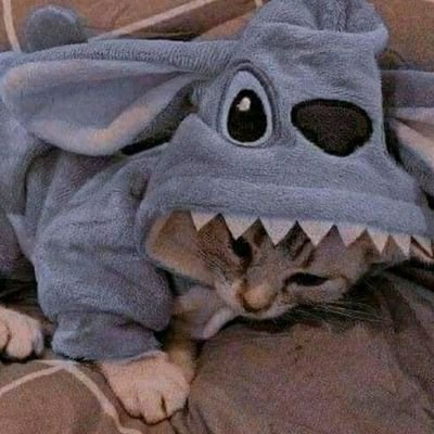 imcatt__'s profile picture. Meow, MEOW Meow, meow. || MEOW || Meow (meow meow) || meow @meow || Meow meow MEOW meow! || Meow: @meow || 💖