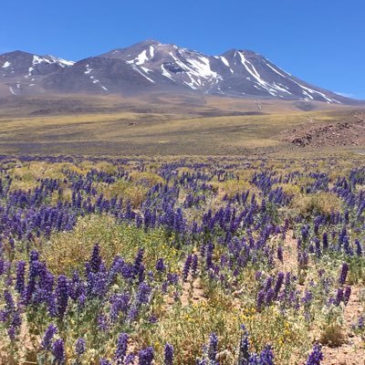 francis73427271's profile picture. anticomunista, admiro la meritocracia.