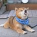 joritochip (@joritochip) Twitter profile photo joritochip (@joritochip) Twitter profile photo