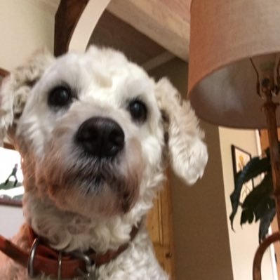 MeenaAshley's profile picture. 