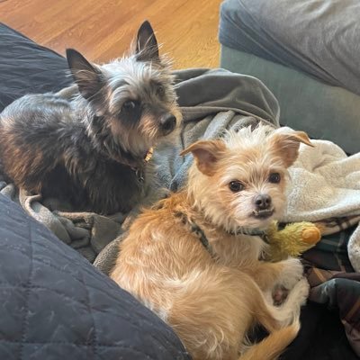 Two scruffy terrier mixes living in Chicago. Rescue dogs. My Moms: @kaylapekkala and @parkermolloy.