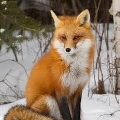 FotytX's profile picture. 