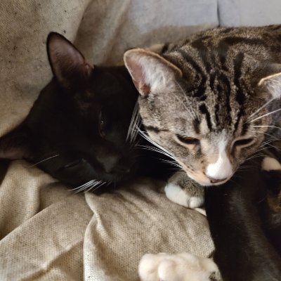 I document my happy mundane life and critters on youtube channel 'two miles uphill'. I am currently owned by two psycho cats and a German shepherd puppy.
