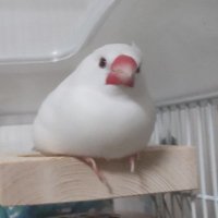 とめ (@yozef1210) 's Twitter Profile