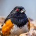 Eastern Towhee (@Eastern__Towhee) Twitter profile photo