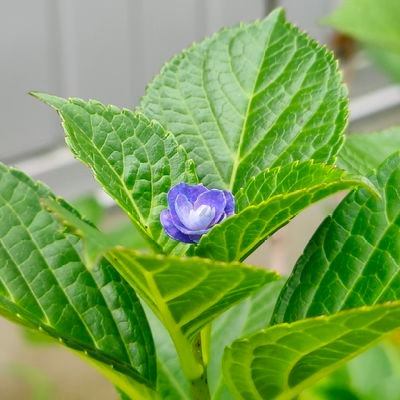 芦川透のCVを務めている者です。
芦川透の中の人の変な日常を覗き見たい方は、心の準備をしてからフォローしてください。