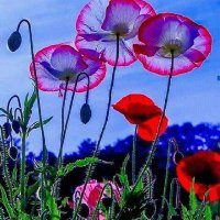 Iris Cardona (@iriscc2010) 's Twitter Profile