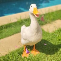 why you should have a duck 🦆(@Haveshouldduck) 's Twitter Profileg