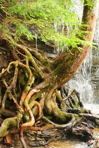 HikingInPA's profile picture. Enthusiastic hiker, marathoner, and photographer working to fulfill her goal of visiting all the state parks in Pennsylvania!