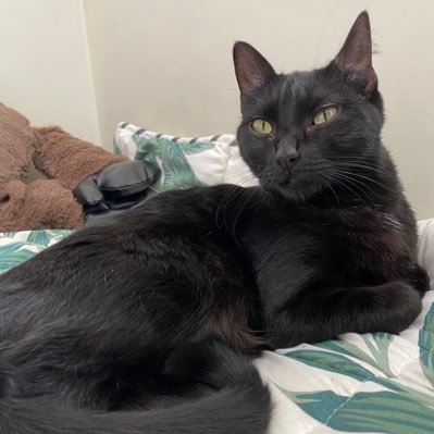 JoyceBelaunde2's profile picture. ♍️