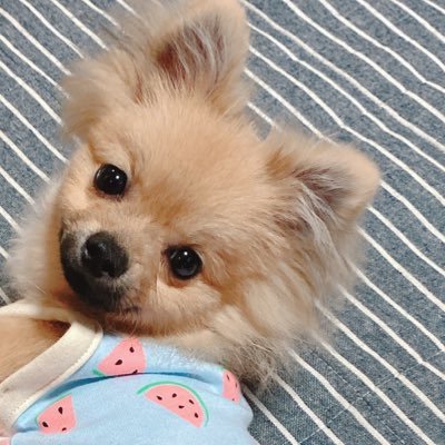 2022.1.2生まれ🧁 ポメラニアンの男の子 名前はポムです 成長記録のためにTwitter始めました🧸🍮 無言フォロー失礼します´•ﻌ•` インスタリンク↓